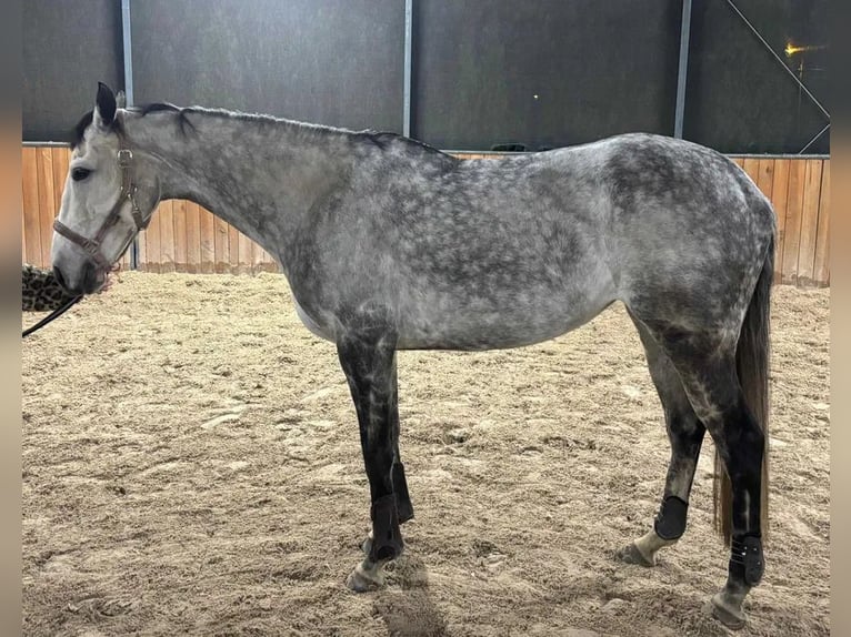 Weitere Warmblüter Stute 7 Jahre 165 cm Schimmel in Tąpkowice