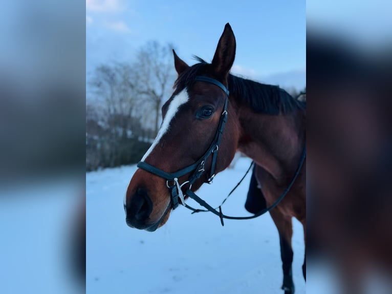 Weitere Warmblüter Stute 7 Jahre 165 cm in Riga