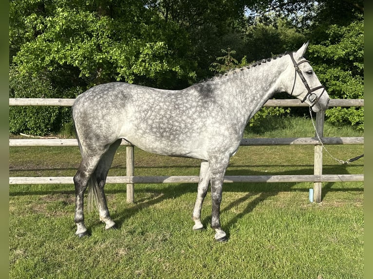 Weitere Warmblüter Stute 7 Jahre 166 cm Apfelschimmel in Holdorf