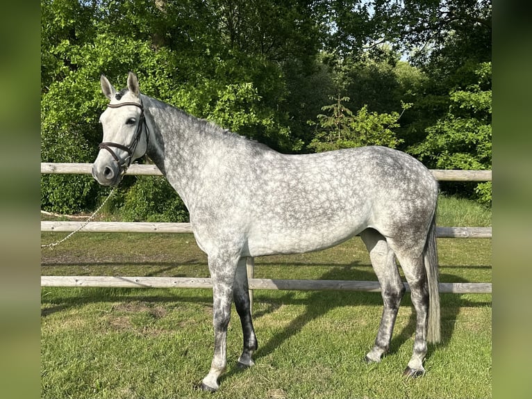Weitere Warmblüter Stute 7 Jahre 166 cm Apfelschimmel in Holdorf