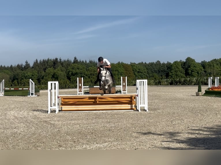 Weitere Warmblüter Stute 7 Jahre 166 cm Apfelschimmel in Holdorf