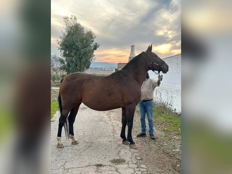 Weitere Warmblüter Stute 7 Jahre 166 cm Dunkelbrauner in Andalucía