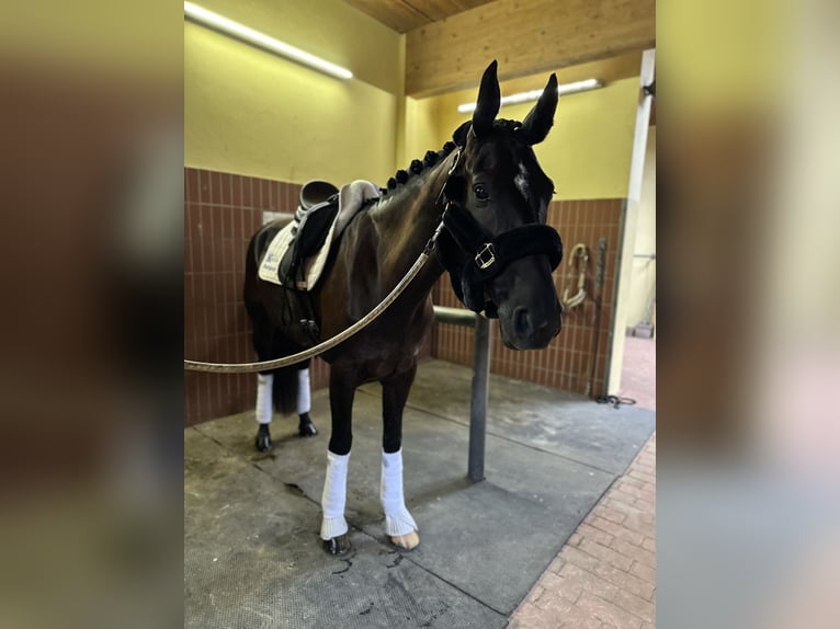 Weitere Warmblüter Stute 7 Jahre 167 cm Rappe in Kerpen