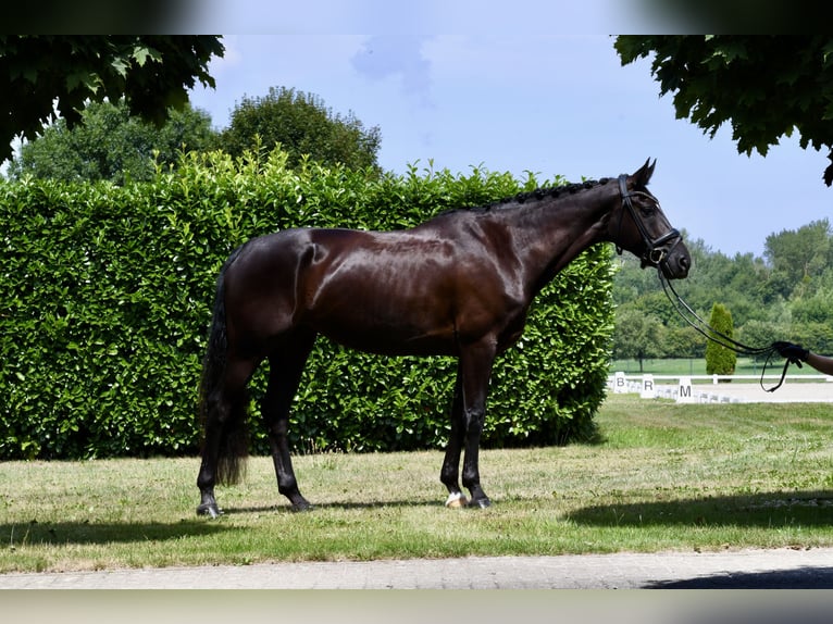 Weitere Warmblüter Stute 7 Jahre 167 cm Rappe in Kerpen
