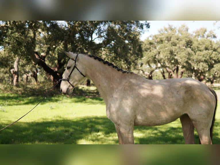 Weitere Warmblüter Mix Stute 7 Jahre 173 cm Buckskin in Coruche
