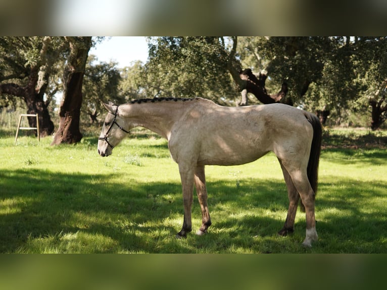 Weitere Warmblüter Mix Stute 7 Jahre 173 cm Buckskin in Coruche