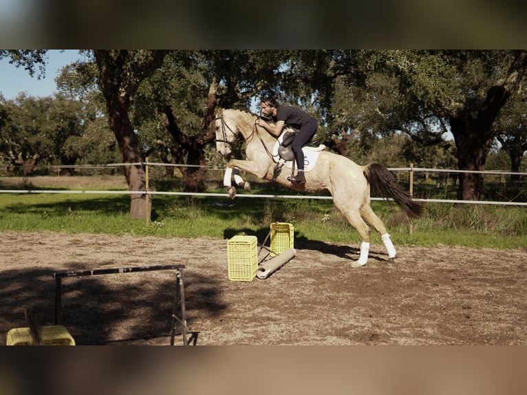 Weitere Warmblüter Mix Stute 7 Jahre 173 cm Buckskin in Coruche