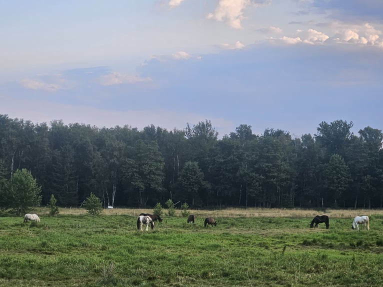 Weitere Warmblüter Stute 7 Jahre in Wittichenau