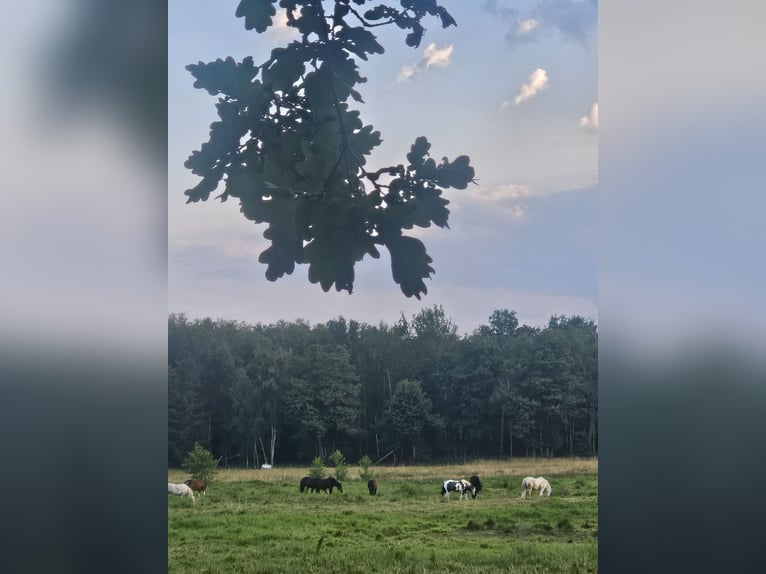 Weitere Warmblüter Stute 7 Jahre in Wittichenau