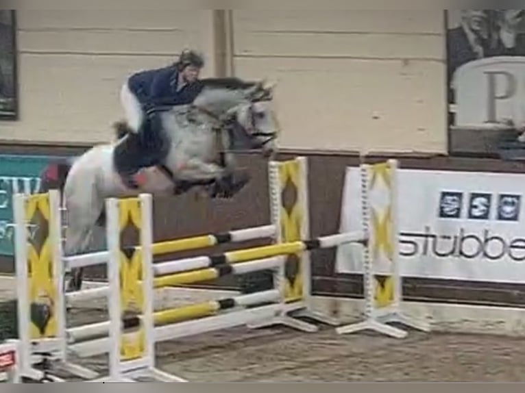Weitere Warmblüter Stute 7 Jahre Schimmel in Bohmte