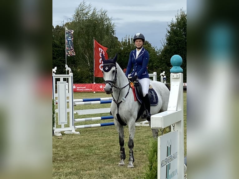 Weitere Warmblüter Stute 7 Jahre Schimmel in Bohmte