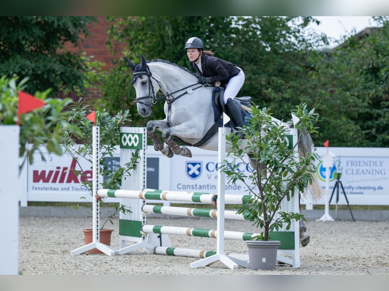 Weitere Warmblüter Stute 7 Jahre Schimmel in Bohmte
