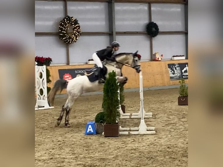 Weitere Warmblüter Stute 7 Jahre Schimmel in Bohmte