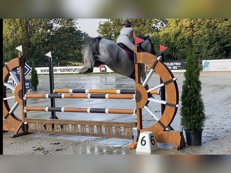 Weitere Warmblüter Stute 7 Jahre Schimmel in Bohmte