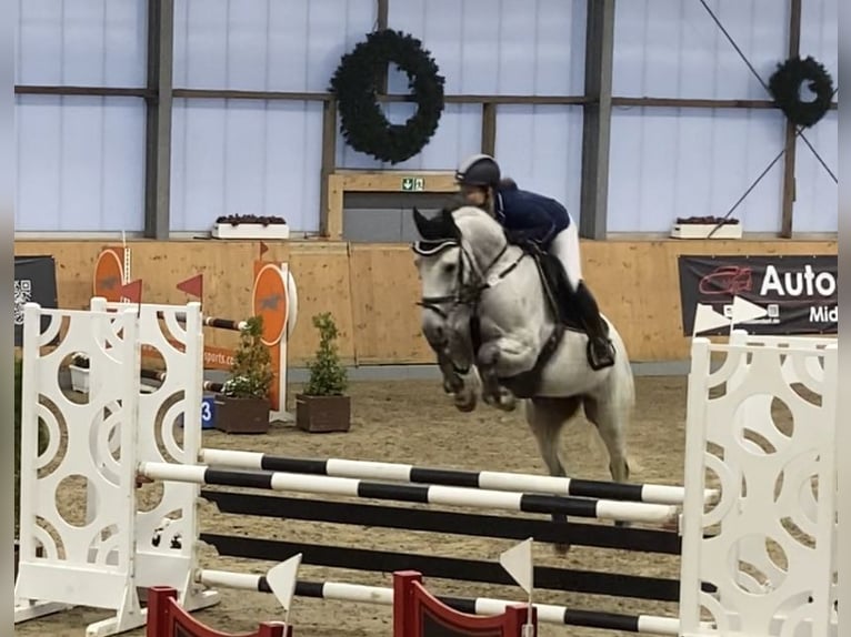 Weitere Warmblüter Stute 7 Jahre Schimmel in Bohmte