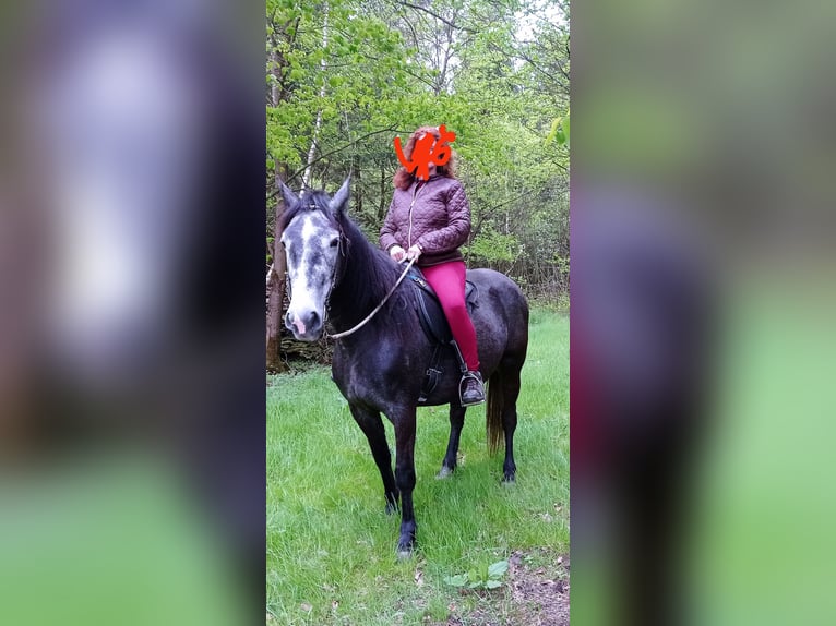 Weitere Warmblüter Mix Stute 8 Jahre 152 cm Blauschimmel in Soltau