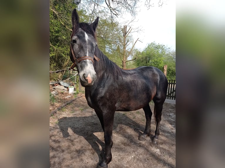 Weitere Warmblüter Mix Stute 8 Jahre 152 cm Blauschimmel in Soltau