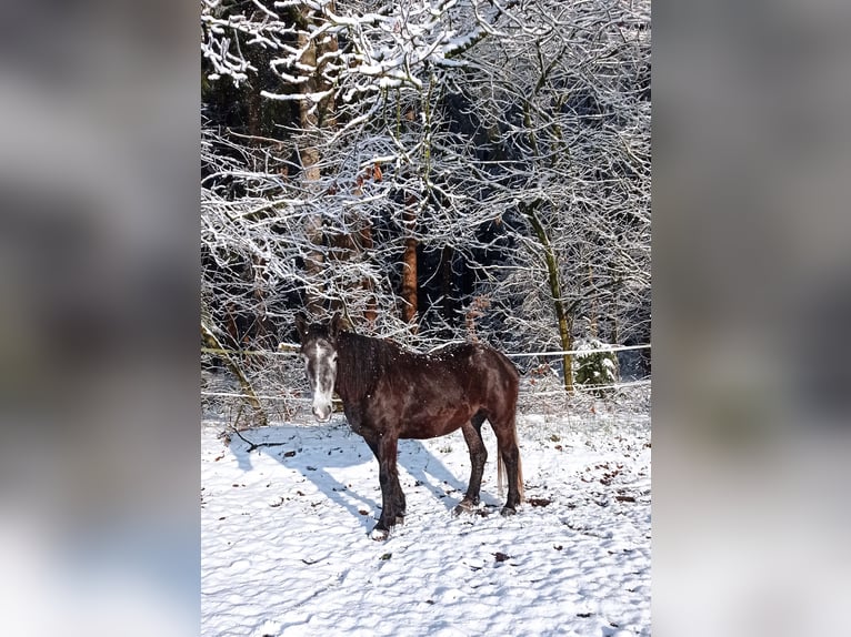 Weitere Warmblüter Mix Stute 8 Jahre 152 cm Blauschimmel in Soltau