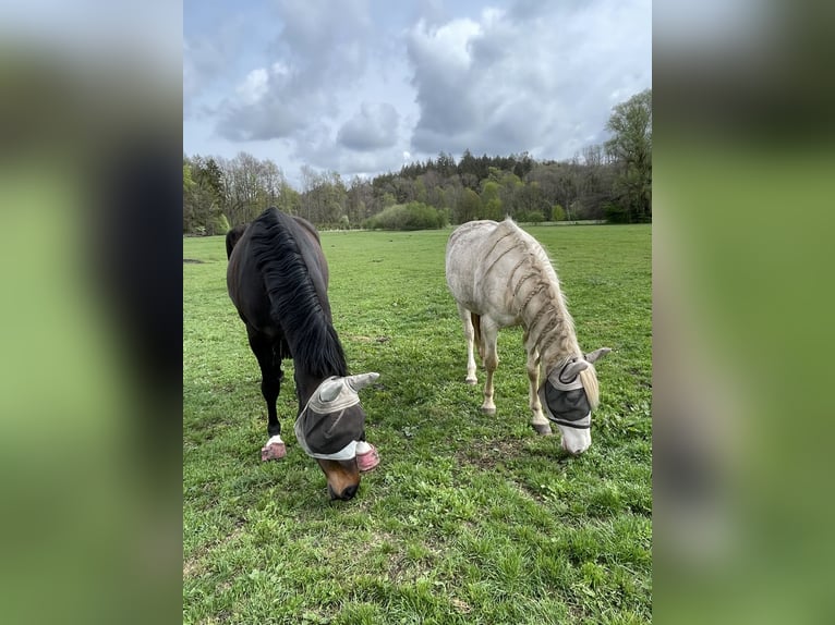 Weitere Warmblüter Mix Stute 8 Jahre 152 cm Cremello in Kissing