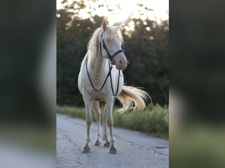 Weitere Warmblüter Mix Stute 8 Jahre 152 cm Cremello in Kissing
