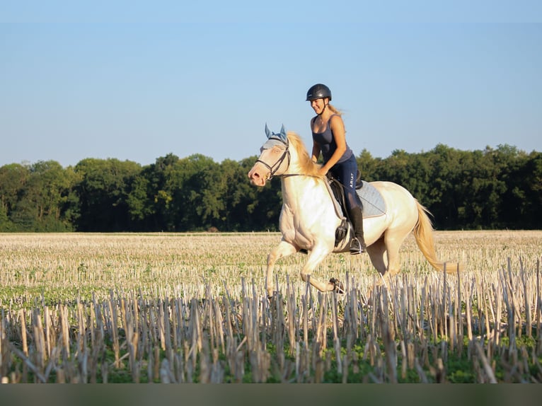 Weitere Warmblüter Mix Stute 8 Jahre 152 cm Cremello in Kissing