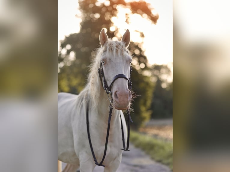 Weitere Warmblüter Mix Stute 8 Jahre 152 cm Cremello in Kissing