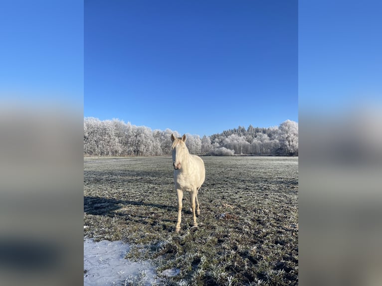 Weitere Warmblüter Mix Stute 8 Jahre 152 cm Cremello in Kissing