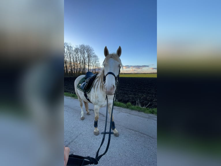 Weitere Warmblüter Mix Stute 8 Jahre 152 cm Cremello in Kissing