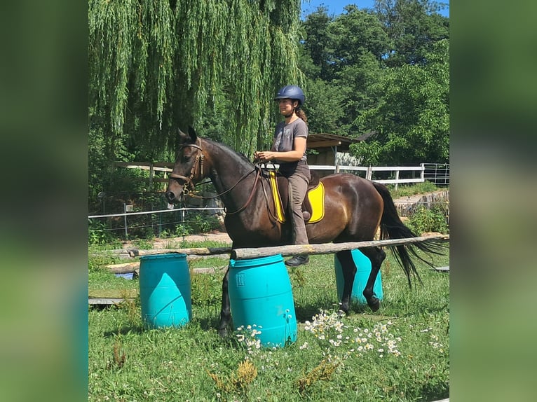 Weitere Warmblüter Stute 8 Jahre 152 cm Dunkelbrauner in Bayerbach
