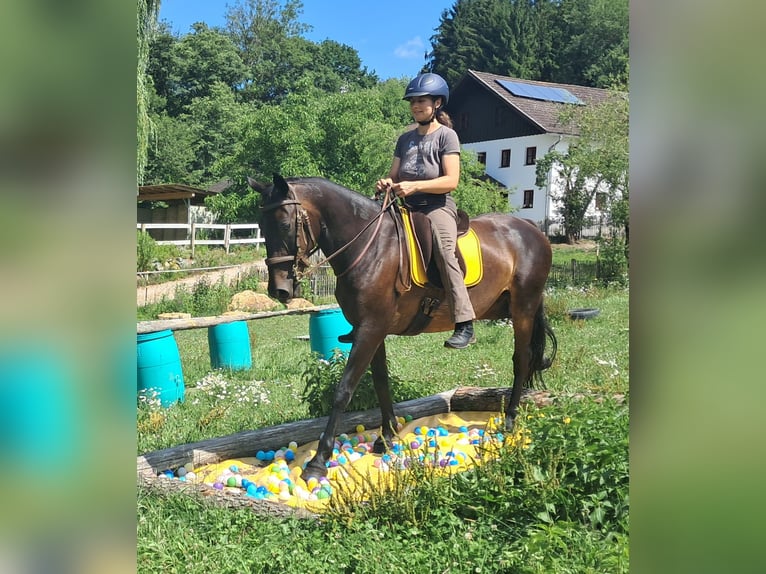 Weitere Warmblüter Stute 8 Jahre 152 cm Dunkelbrauner in Bayerbach
