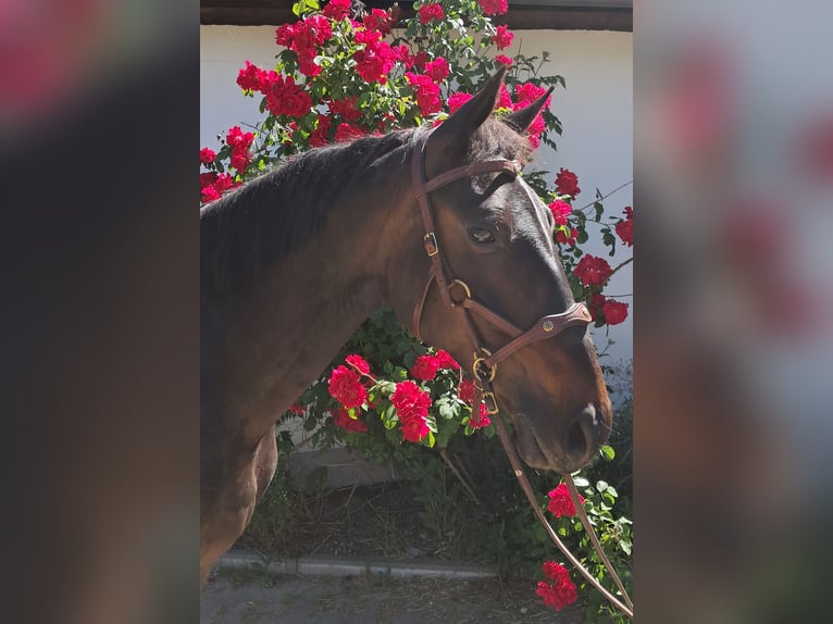 Weitere Warmblüter Stute 8 Jahre 152 cm Dunkelbrauner in Bayerbach