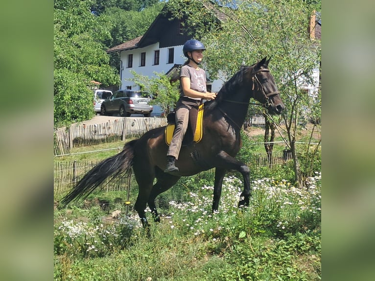 Weitere Warmblüter Stute 8 Jahre 152 cm Dunkelbrauner in Bayerbach