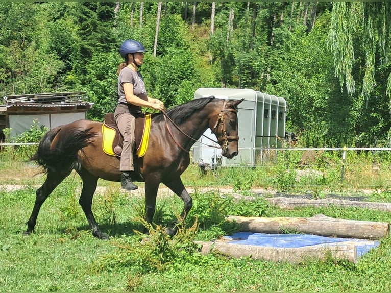 Weitere Warmblüter Stute 8 Jahre 152 cm Dunkelbrauner in Bayerbach