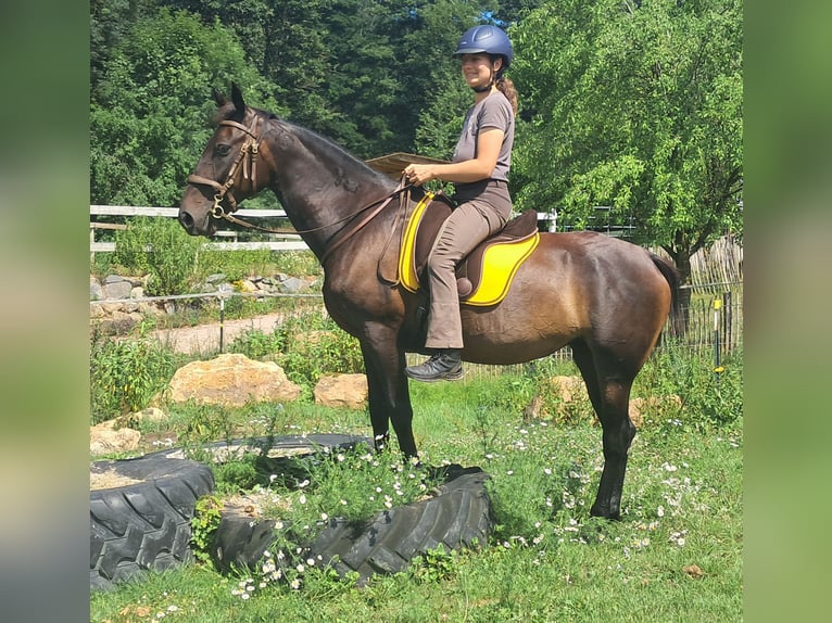 Weitere Warmblüter Stute 8 Jahre 152 cm Dunkelbrauner in Bayerbach