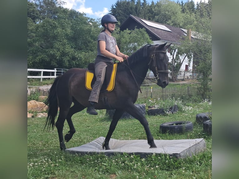 Weitere Warmblüter Stute 8 Jahre 152 cm Dunkelbrauner in Bayerbach