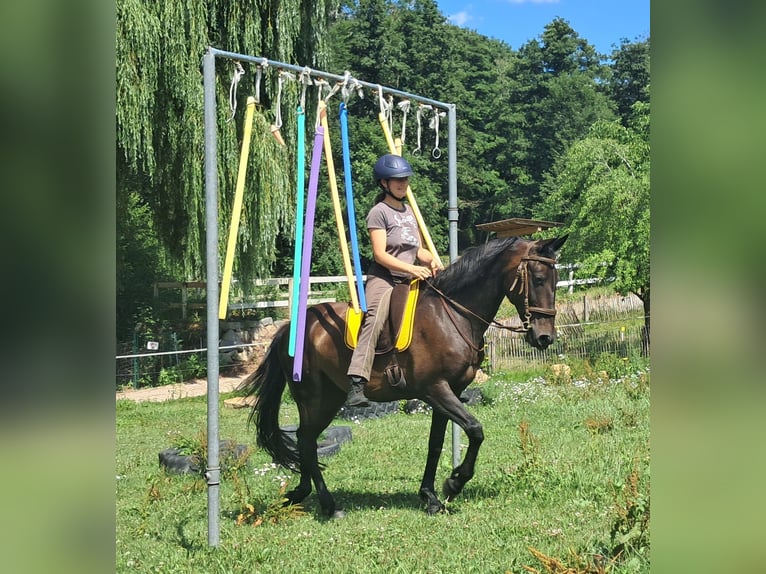 Weitere Warmblüter Stute 8 Jahre 152 cm Dunkelbrauner in Bayerbach