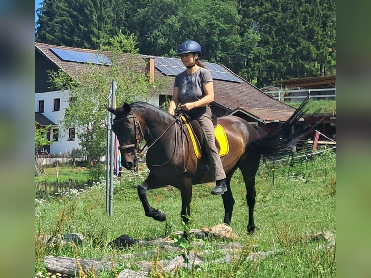 Weitere Warmblüter Stute 8 Jahre 152 cm Dunkelbrauner in Bayerbach