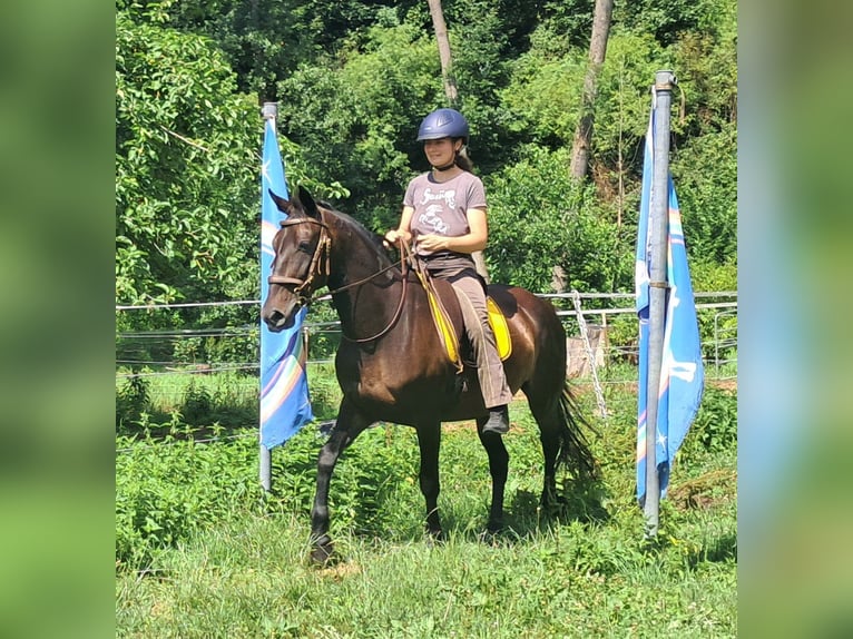 Weitere Warmblüter Stute 8 Jahre 152 cm Dunkelbrauner in Bayerbach
