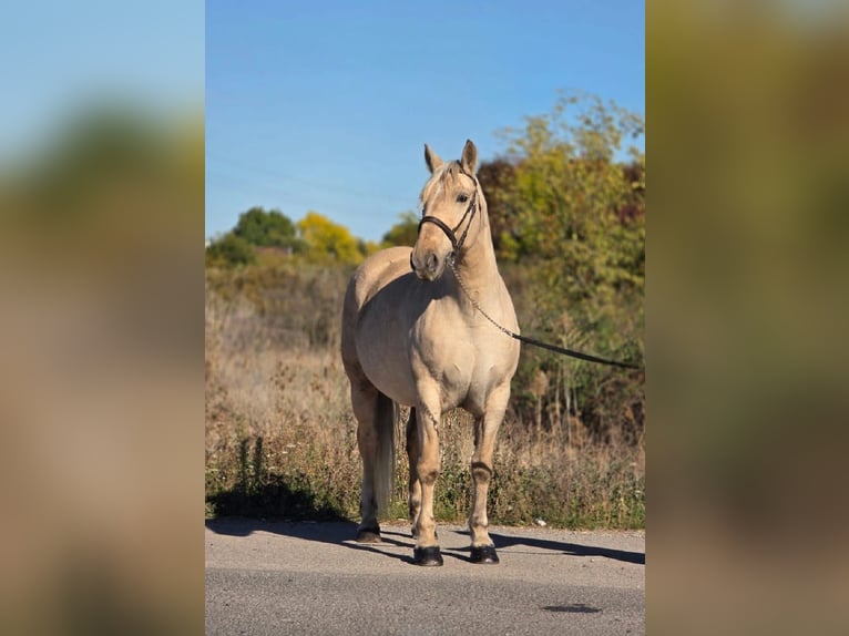 Weitere Warmblüter Stute 8 Jahre 155 cm Palomino in Békéscsaba Weitere Warmblüter Stute 8 Jahre 155 cm Palomino in Békéscsaba