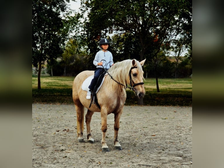 Weitere Warmblüter Stute 8 Jahre 155 cm Palomino in Békéscsaba Weitere Warmblüter Stute 8 Jahre 155 cm Palomino in Békéscsaba