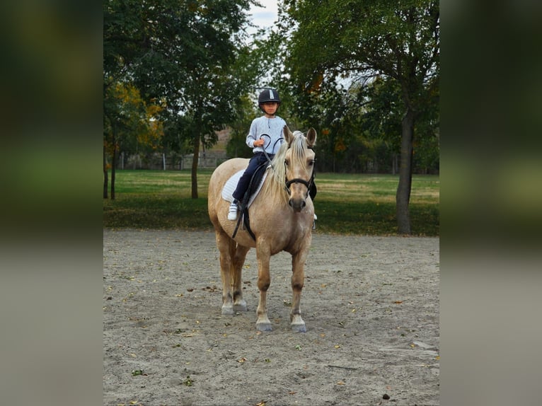 Weitere Warmblüter Stute 8 Jahre 155 cm Palomino in Békéscsaba Weitere Warmblüter Stute 8 Jahre 155 cm Palomino in Békéscsaba