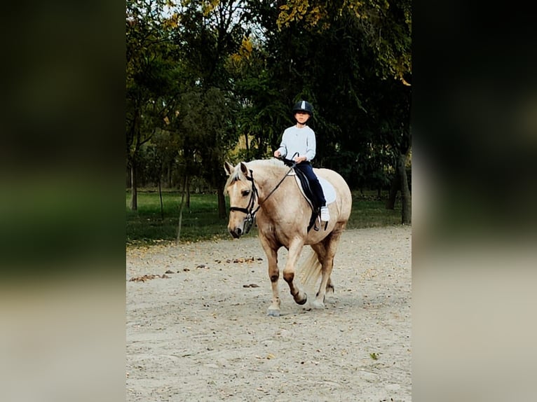Weitere Warmblüter Stute 8 Jahre 155 cm Palomino in Békéscsaba Weitere Warmblüter Stute 8 Jahre 155 cm Palomino in Békéscsaba