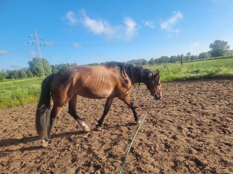 Weitere Warmblüter Mix Stute 8 Jahre 160 cm Brauner in Laatzen