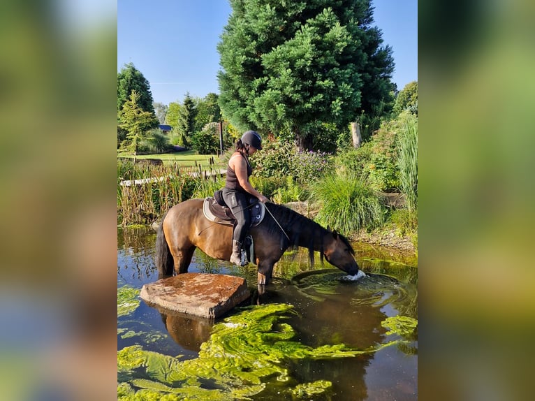Weitere Warmblüter Mix Stute 8 Jahre 160 cm Brauner in Laatzen