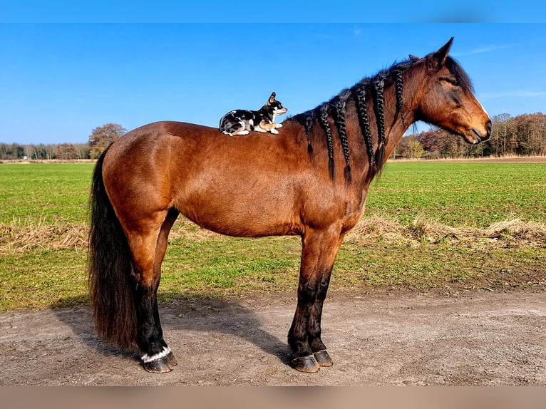Weitere Warmblüter Mix Stute 8 Jahre 160 cm Brauner in Laatzen
