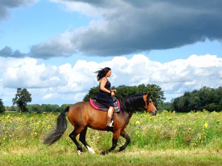 Weitere Warmblüter Mix Stute 8 Jahre 160 cm Brauner in Laatzen