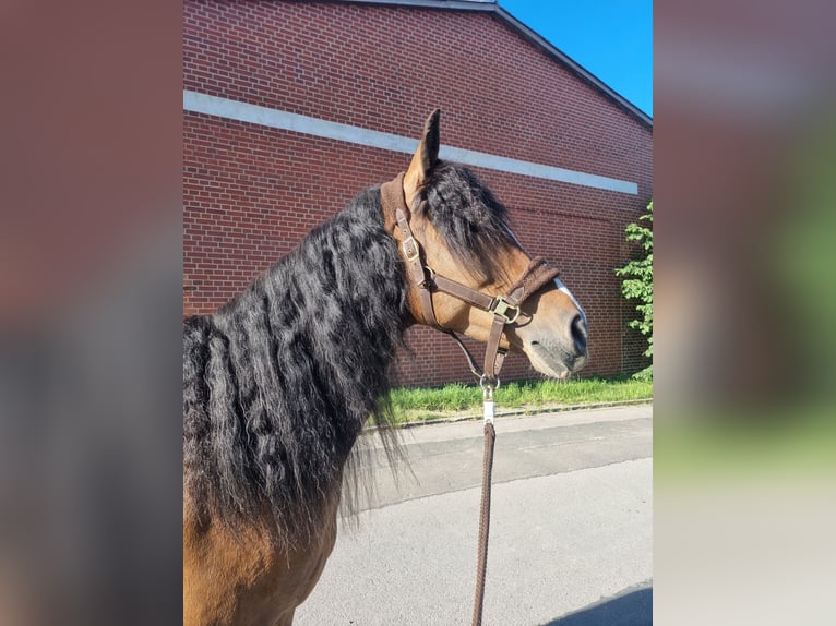 Weitere Warmblüter Mix Stute 8 Jahre 160 cm Brauner in Laatzen