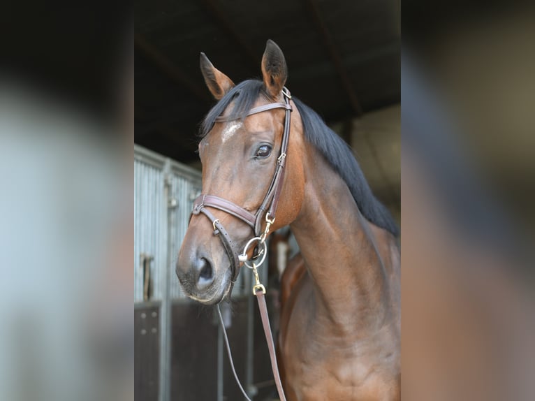 Weitere Warmblüter Stute 8 Jahre 162 cm Brauner in Geilenkirchen