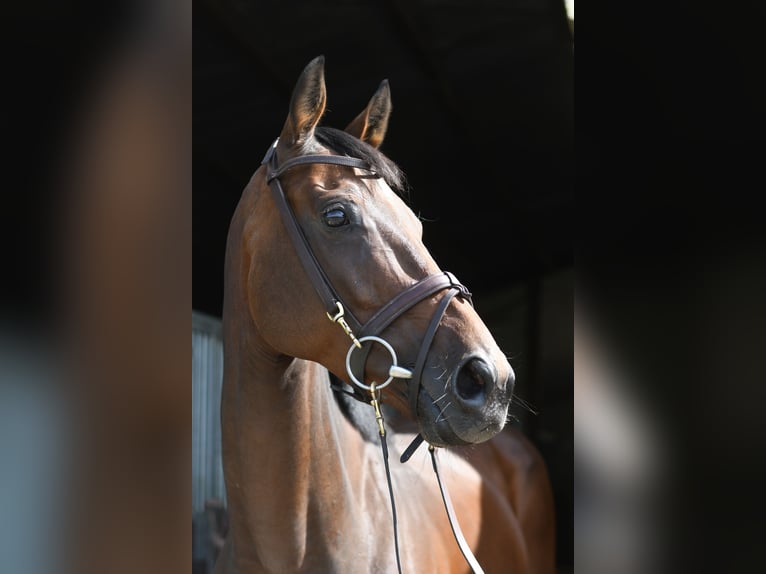 Weitere Warmblüter Stute 8 Jahre 162 cm Brauner in Geilenkirchen