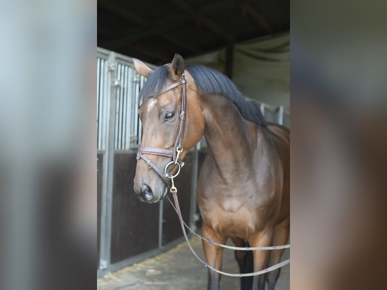 Weitere Warmblüter Stute 8 Jahre 162 cm Brauner in Geilenkirchen